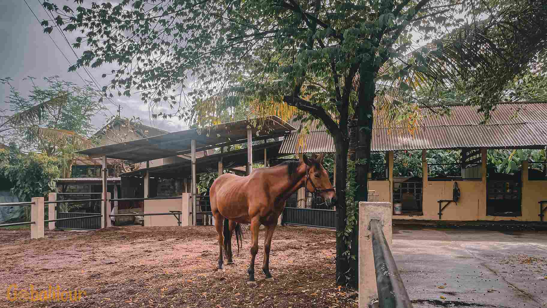 Kandang Kuda