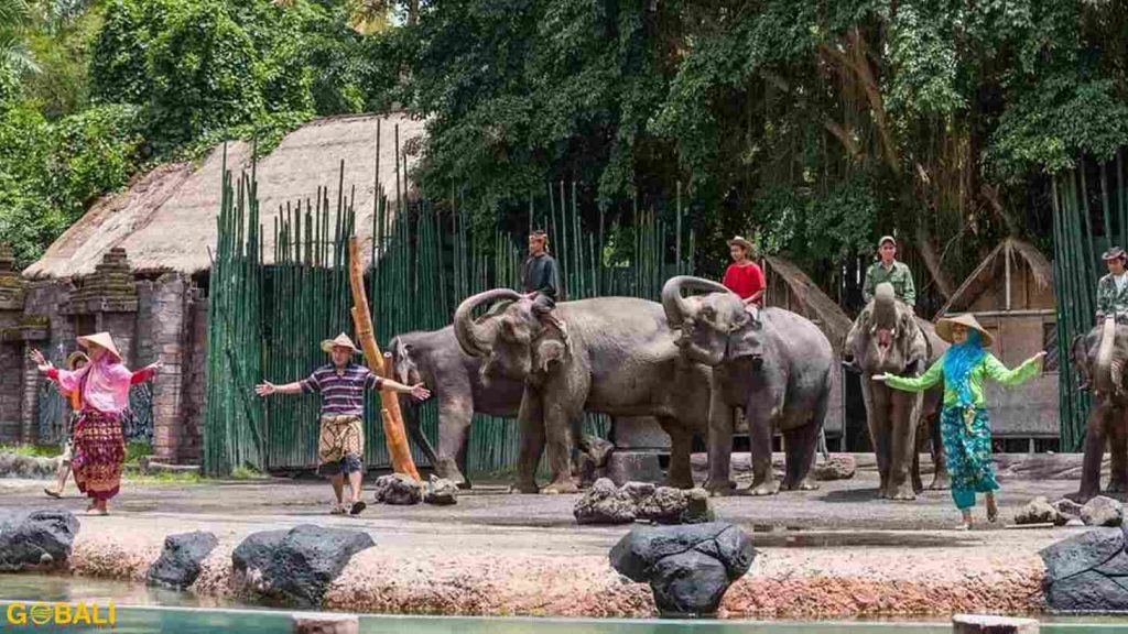 Satwa langka di Bali Safari & Marine Park untuk wisata edukasi siswa.